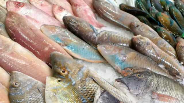 أسعار السمك في سوق المنيب بالجيزة اليوم الأربعاء.. «اعرف البلطي بكام»