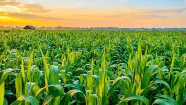 «معلومات المناخ»: ارتفاع الحرارة اليوم قد يؤثر على المحاصيل الزراعية