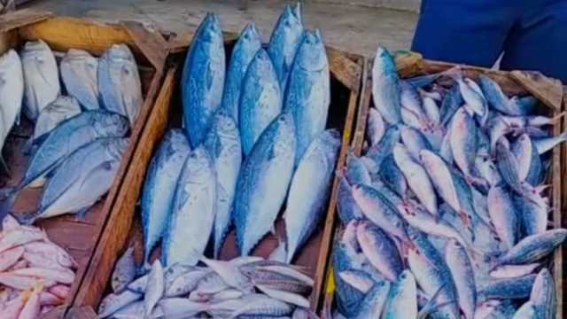 تراجع أسعار السمك في الأسواق.. الجمبري يفقد 50 جنيها