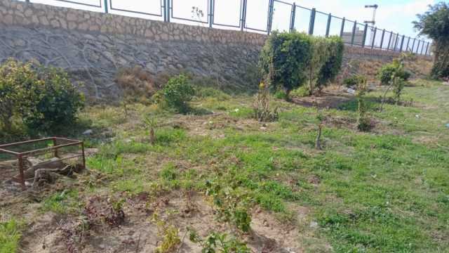 زراعة 1000 شجرة جديدة بمبادرة «أحلى وهي خضرة» بسوهاج