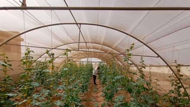 نقيب الفلاحين: مشروع الصوب الزراعية مخزن لإنتاج الطعام وتثبيت الأسعار