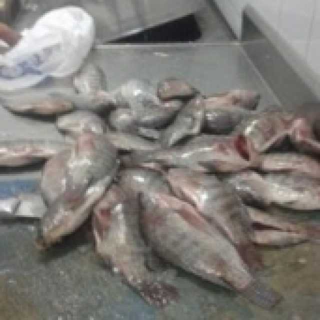 ضبط 359 كيلو كبدة وأسماك فاسدة في حملات تموينية بالشرقية