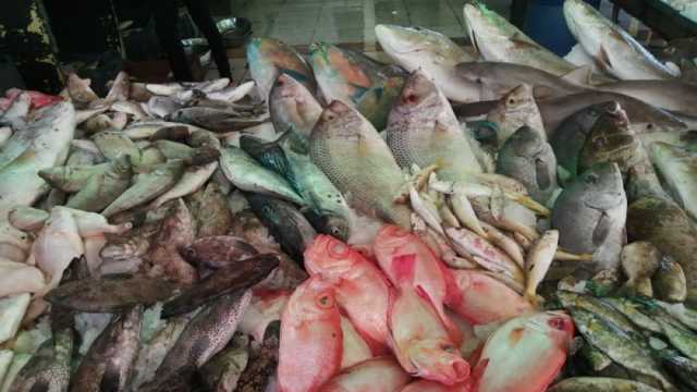«الثروة السمكية»: ننتج أكثر من 2 مليون طن أسماك سنويا