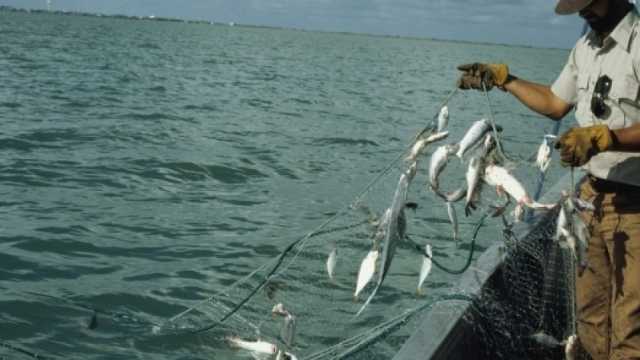 أستاذ موارد مائية: «البيئة» تفرض غرامات على الصيادين المخالفين لقوانين الصيد