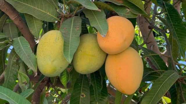 «الزراعة»: حالة الطقس هذه الأيام تزيد من إنتاجية بساتين الفاكهة