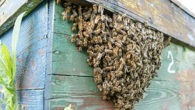 بسبب الحر.. 5 طرق للتخلص من خلية النحل إذا احتلت منزلك