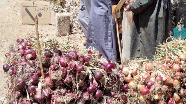 الكيلو بـ 10 جنيهات.. انخفاض أسعار البصل في المنوفية (فيديو)