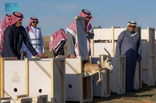 إطلاق عدد من الكائنات الفطرية النادرة في محمية الإمام تركي بن عبدالله الملكية