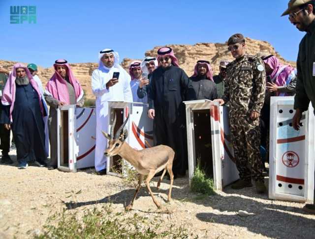 لتعزيز التنوع الأحيائي.. “الحياة الفطرية” يطلق 34 كائنًا مهددًا بالانقراض بمحمية الوعول