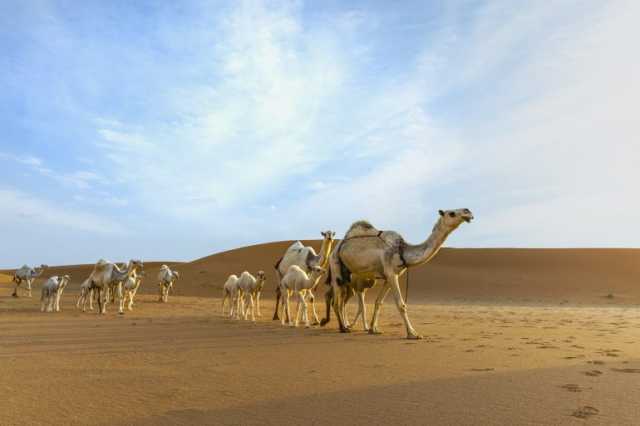 طباع الإبل.. بين الوداعة والعدوان