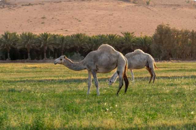 الإبل.. خطواتٌ على الورق