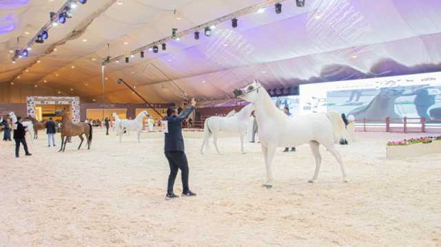 مُحافظ الأحساء يتوّج الفائزين بجمال الخيل العربية الأصيلة