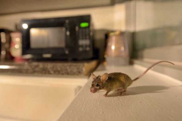 رجل كندي كاد يدفع حياته ثمنًا للإمساك بفأر في منزله
