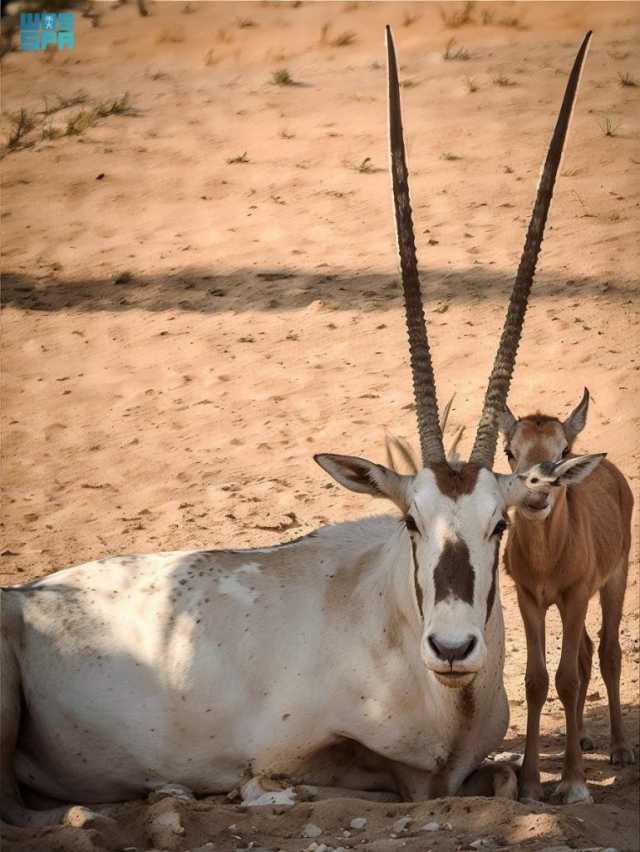 ولادة المها العربي الخامس عشر في محمية الأمير محمد بن سلمان الملكية