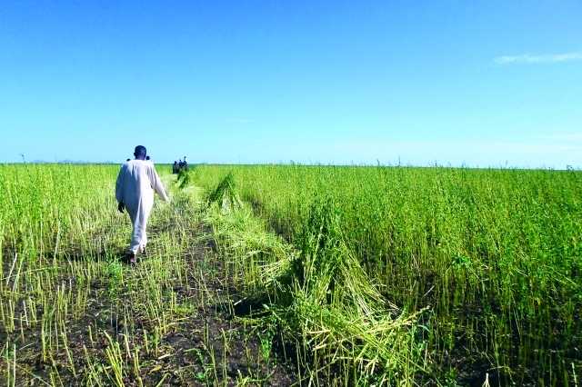 وزير الزراعة السوداني ينفي وجود مجاعة ويشكك في بيانات الأمم المتحدة