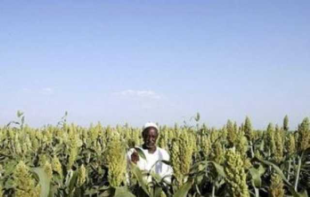 الفاو: فشل موسم الزراعة بالسودان يتطلب «مساعدات غذائية ضخمة»