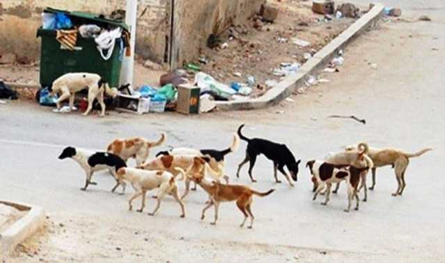 غرف الطوارئ بالعاصمة السودانية تحذر من الكلاب المسعورة و إنتشار حمى الضنك