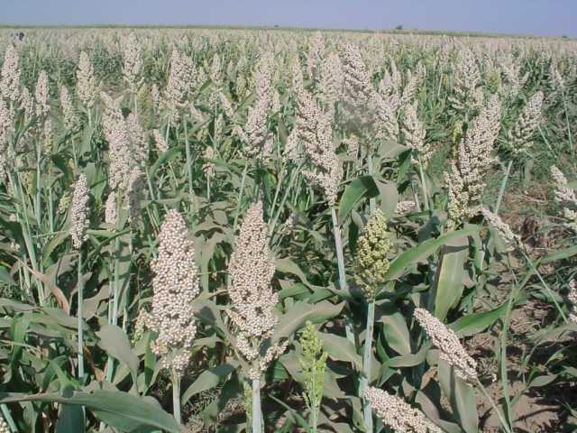 وزارة التجارة السودانية توافق على فتح الصادر لمحصول الذرة