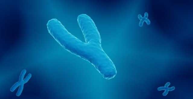 خرق علمي.. فك لغز الكروموسوم “Y” المحدد لجنس المواليد