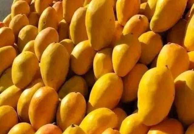 “الزراعة” تكشف حقيقة مايروج عن فاكهة المانجو التي تغرق الأسواق