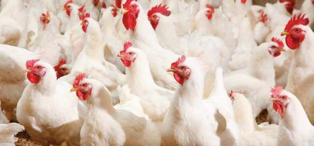 وزارة الزراعة تؤكد استمرار منع استيراد الدجاج المجمد حماية للإنتاج المحلي