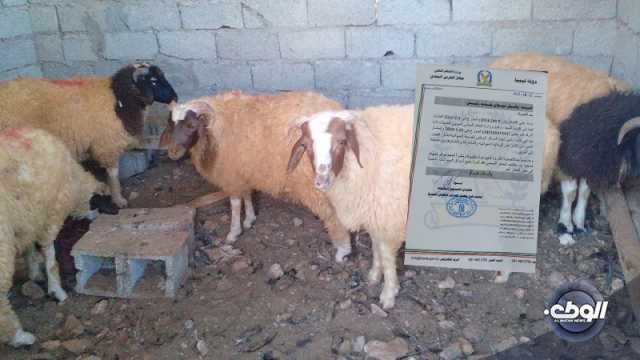 حظر بيع الحيوانات في بلدية زليتن إلى أجل غير مسمى