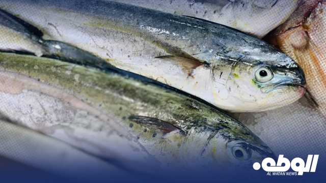 منع صيد سمكة “اللمبوكة” بداية شهر يناير وحتى منتصف أغسطس من كل عام