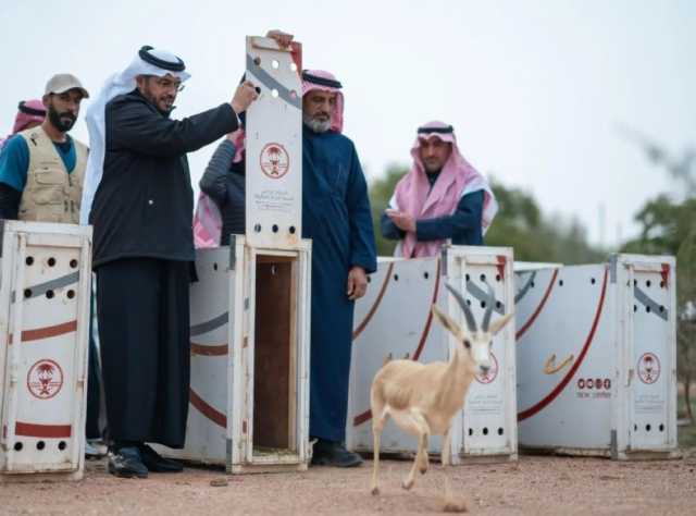 مهددة بالانقراض.. إطلاق 10 ظباء ريم في متنزه الزلفي الوطني