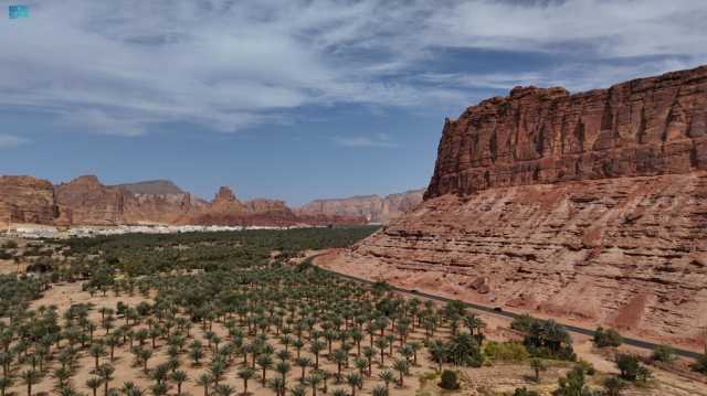 واحات وارفة.. مزارع نخيل العلا تنتج أكثر من 116 ألف طن من التمور