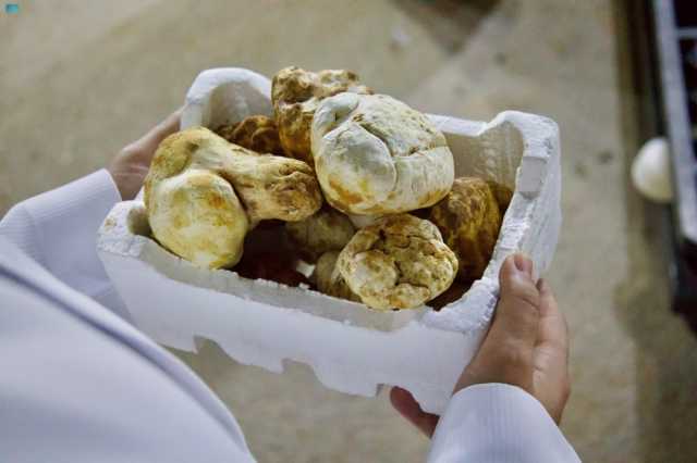 مواسم الخير.. الفقع يزين موائد رمضان في الحدود الشمالية