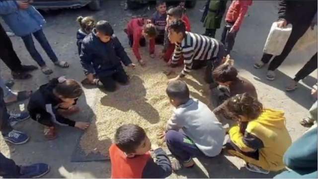 يطحنونها لإنتاج الخبز لتغذية أطفالهم.. أعلاف الحيوانات أصبحت طعاماً لسكان شمال قطاع غزة + (فيديو)