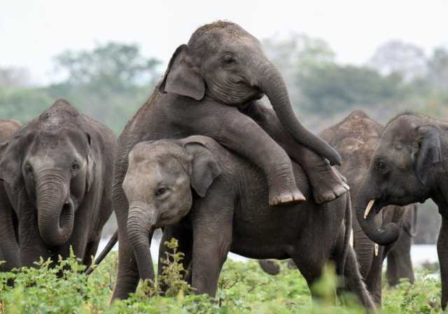 هل تعلم أن الفيلة تتبادل التحيات ولديها 1014 إشارة للتعبير؟