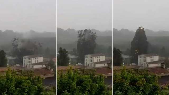 مقطع فيديو يُظهر لحظة صاعقة برق تقسم شجرة إلى نصفين