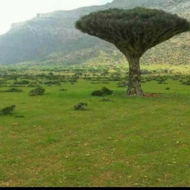 على غرار سقطرى.. توجه جريء للانتقالي في حضرموت وعدن!!