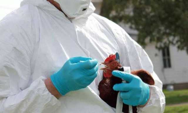 حديقة حيوان أمريكية تعثر على إصابات بإنفلونزا الطيور