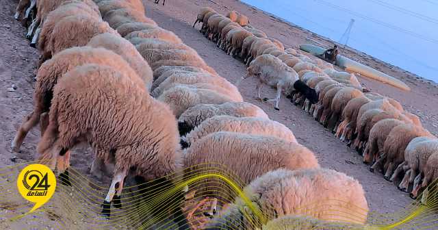 الصين تحظر استيراد الحيوانات من ليبيا بسبب مرض اللسان الأزرق