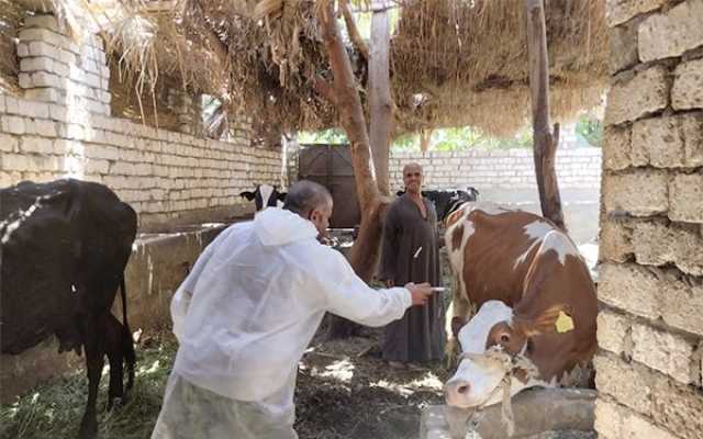 انطلاق الحملة القومية للتحصين ضد الجلد العقدي في الأبقار وجدري الأغنام والماعز بالمنيا