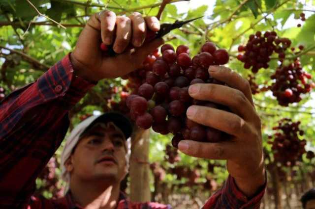 صادرات العنب ترتفع لـ 150 مليون جنيه حتى آخر مايو الماضي