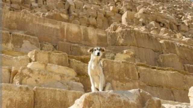 لغز حير العالم.. كيف تسلق الكلب الهرم الأكبر وما مصيره؟