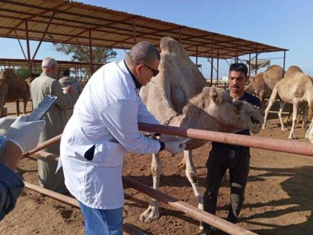 بحوث الصحراء ينظم قافلة بيطرية لتحسين صحة الثروة الحيوانية في مدينة رأس سدر