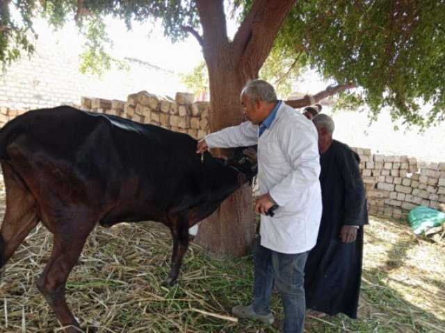 تحصين 188 ألف رأس ماشية ضد الحمى القلاعية وحمى الوادي المتصدع بالمنيا