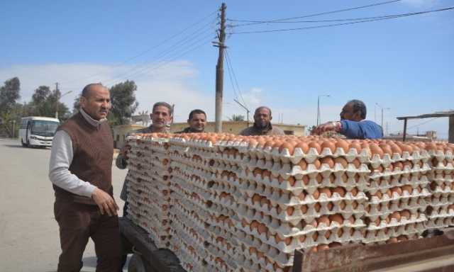 سكرتير عام مساعد بني سويف يتفقد مشروعات الدواجن المركزية شرق النيل