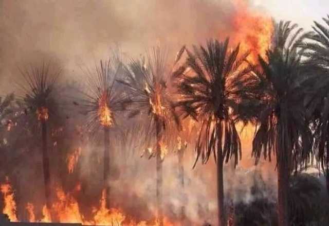 السيطرة على حريق هائل اندلع في أشجار النخيل بأسوان