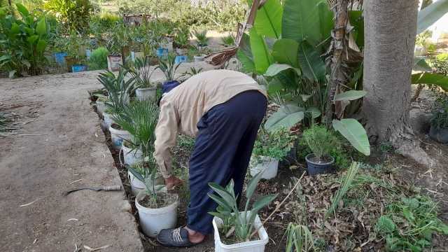 زراعة الاشجار بالشوارع والميادين ورفع كفاءة الحدائق وزياد زراعات المشاتل في 4 مدن بكفر الشيخ