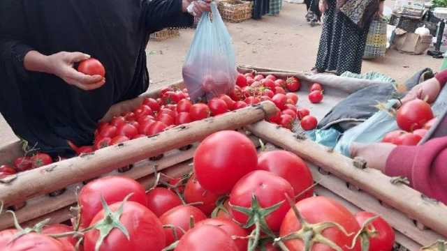 الكيلو بـ5 جنيهات.. نقيب الفلاحين يفجر مفاجأة بشأن أسعار الطماطم