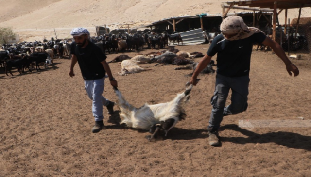 مستوطنون يسممون أغناما في عرب المليحات في أريحا