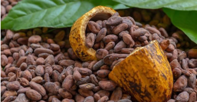 ارتفاع أسعار الكاكاو يهدد صناعة الشوكولاتة