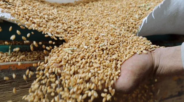 رفع القيود على واردات الحبوب الأوكرانية