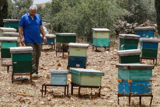 إنتاج العسل الأردني في نمو مطرد إثر زيادة الطلب خلال الجائحة