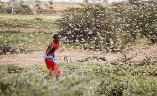 اسراب ضخمة من الجراد تغزو السودان